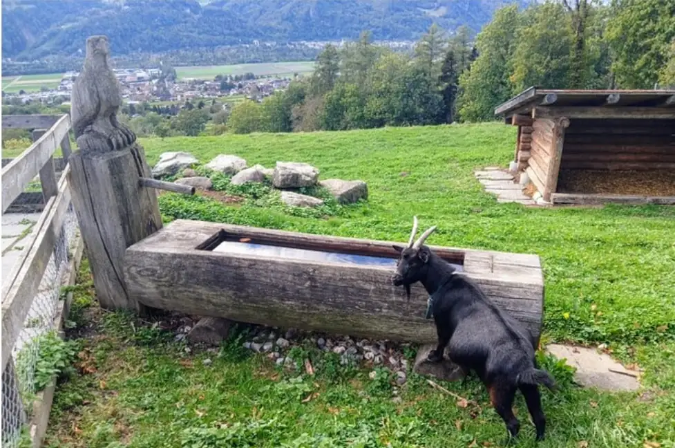 Heidiland Tour Bern, Thun — Happy Tour Switzerland (27)