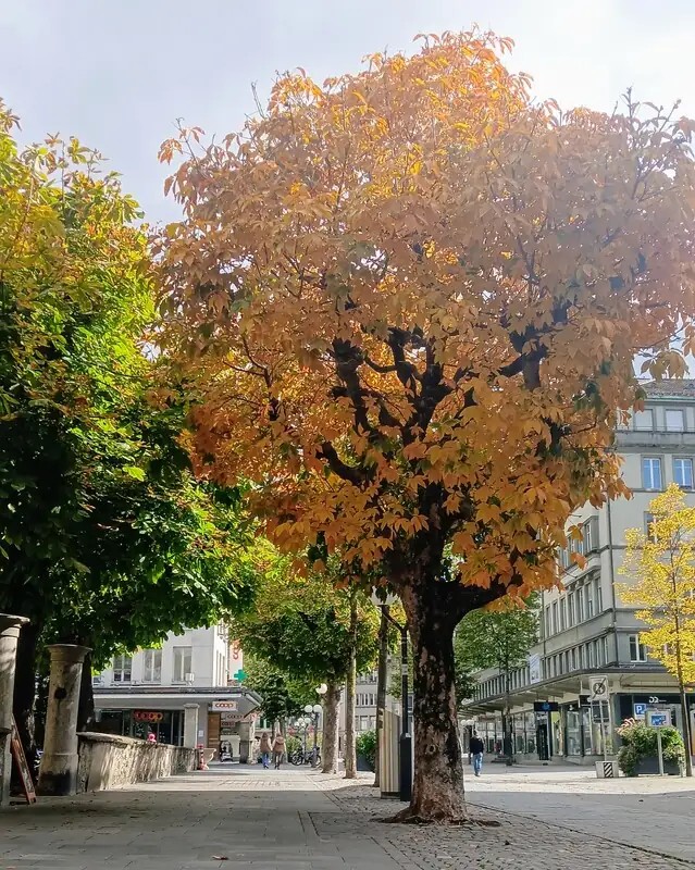 Wa0072 — Happy Tour Switzerland (72)