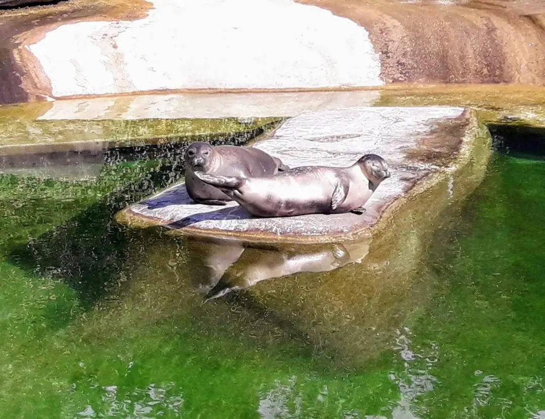 Zoo + Bern Old Capital Tour Bern, Thun — Happy Tour Switzerland (13)