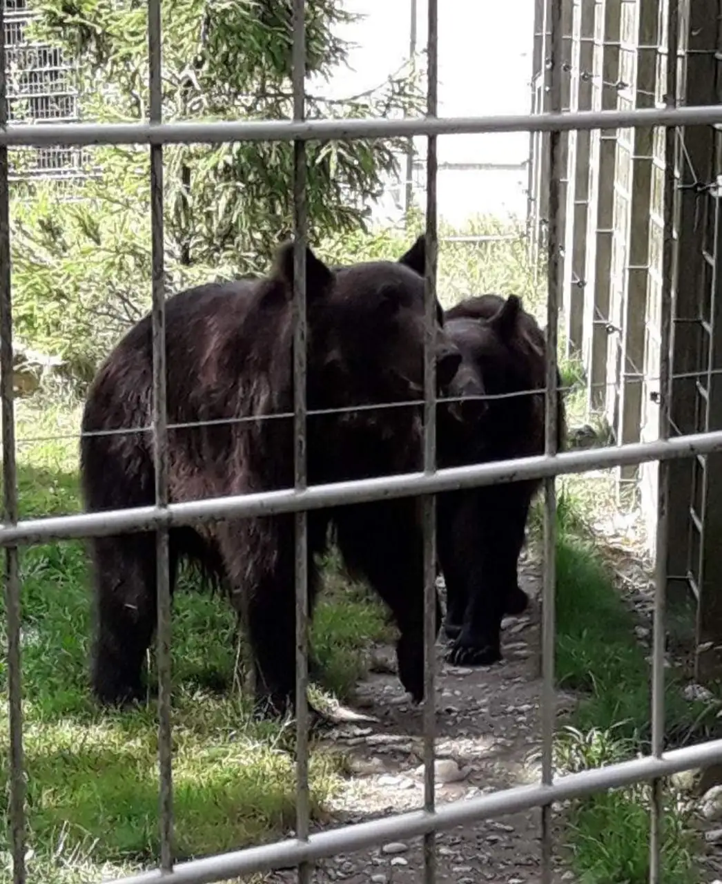 Zoo + Bern Old Capital Tour Bern, Thun — Happy Tour Switzerland (19)
