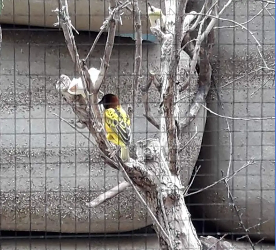 Zoo + Bern Old Capital Tour Bern, Thun — Happy Tour Switzerland (24)