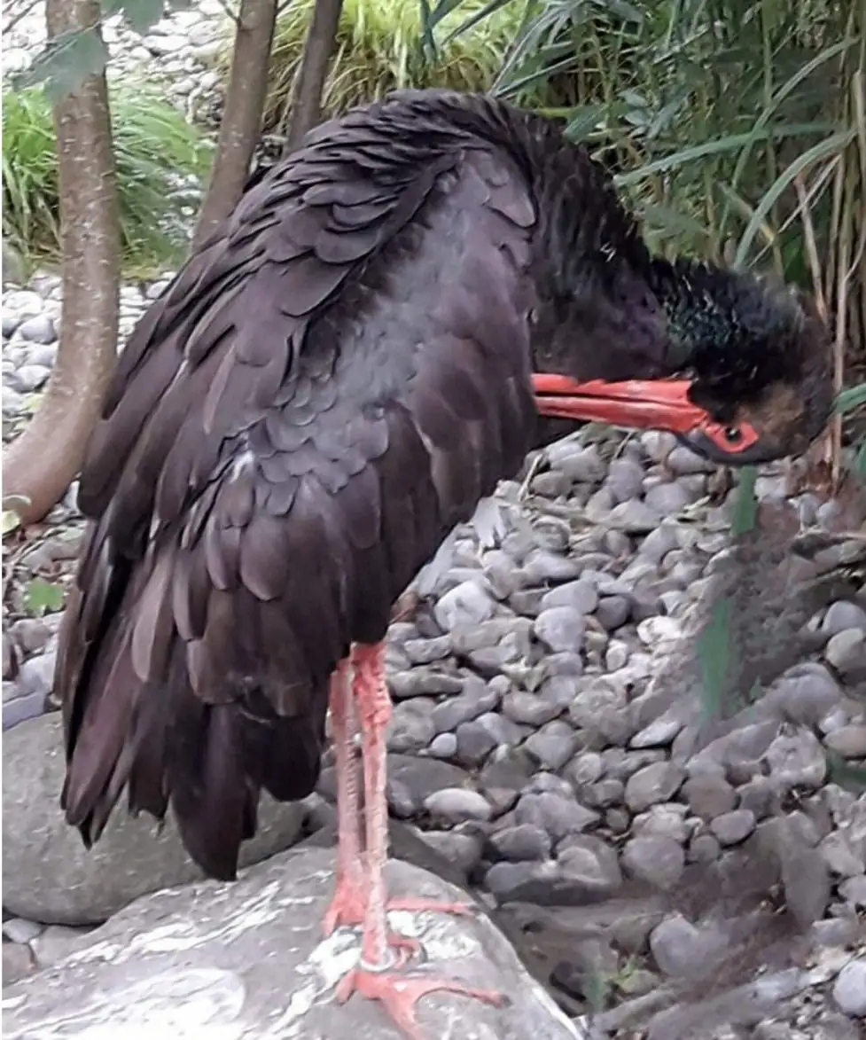 Zoo + Bern Old Capital Tour Bern, Thun — Happy Tour Switzerland (23)