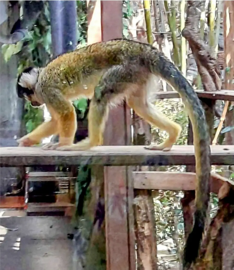 Zoo + Bern Old Capital Tour Bern, Thun — Happy Tour Switzerland (21)