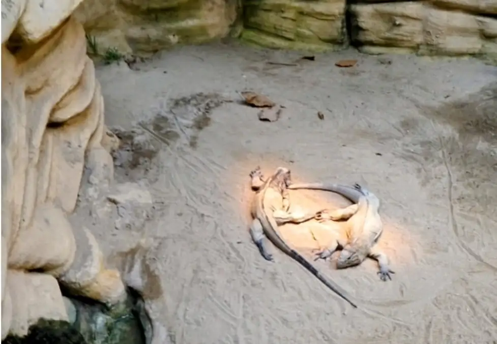 Zoo + Bern Old Capital Tour Bern, Thun — Happy Tour Switzerland (3)