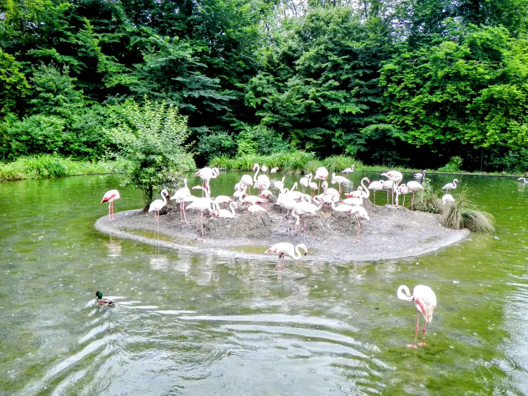 Zoo Bern Imgp5324 — Happy Tour Switzerland (22)
